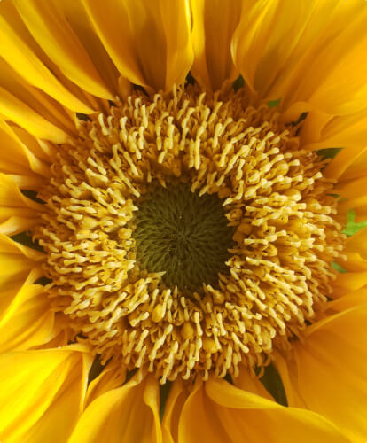Sunflower seed