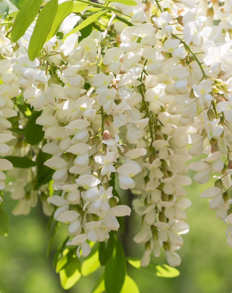 Sophora japonica