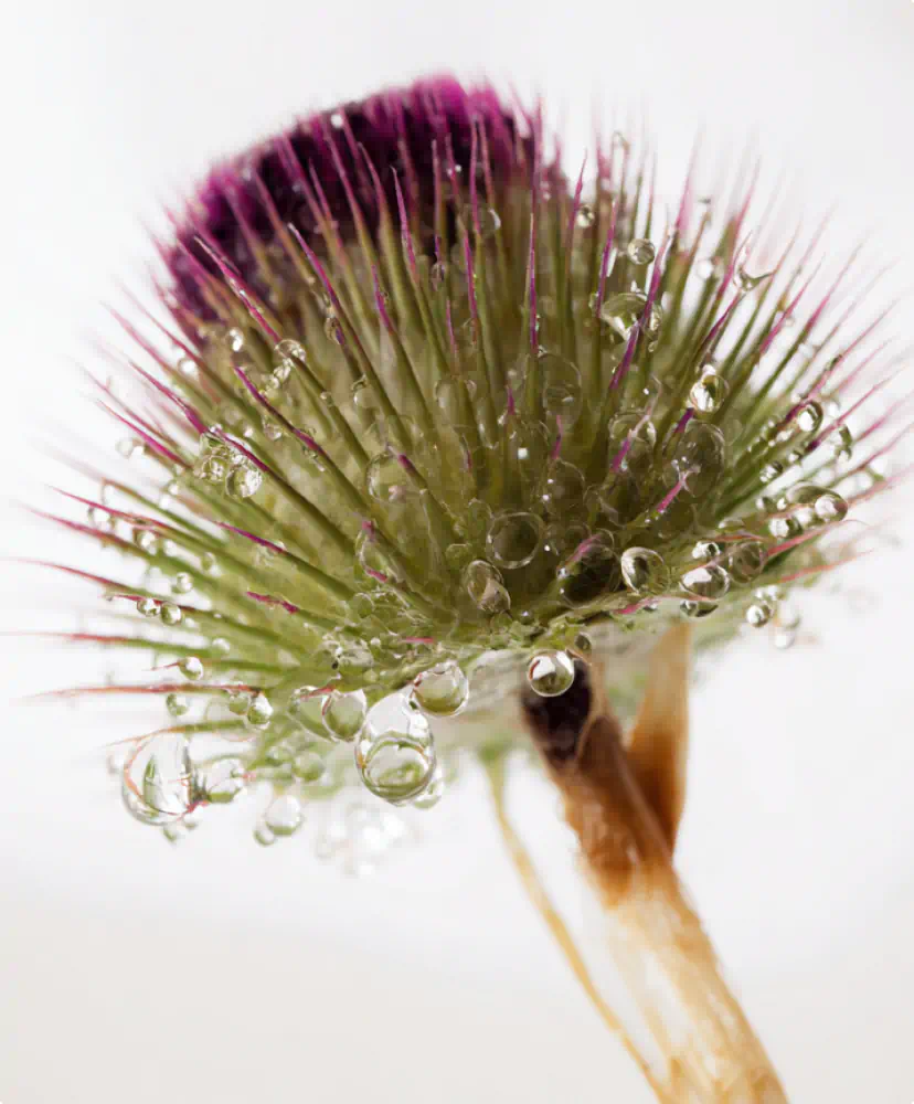 Burdock