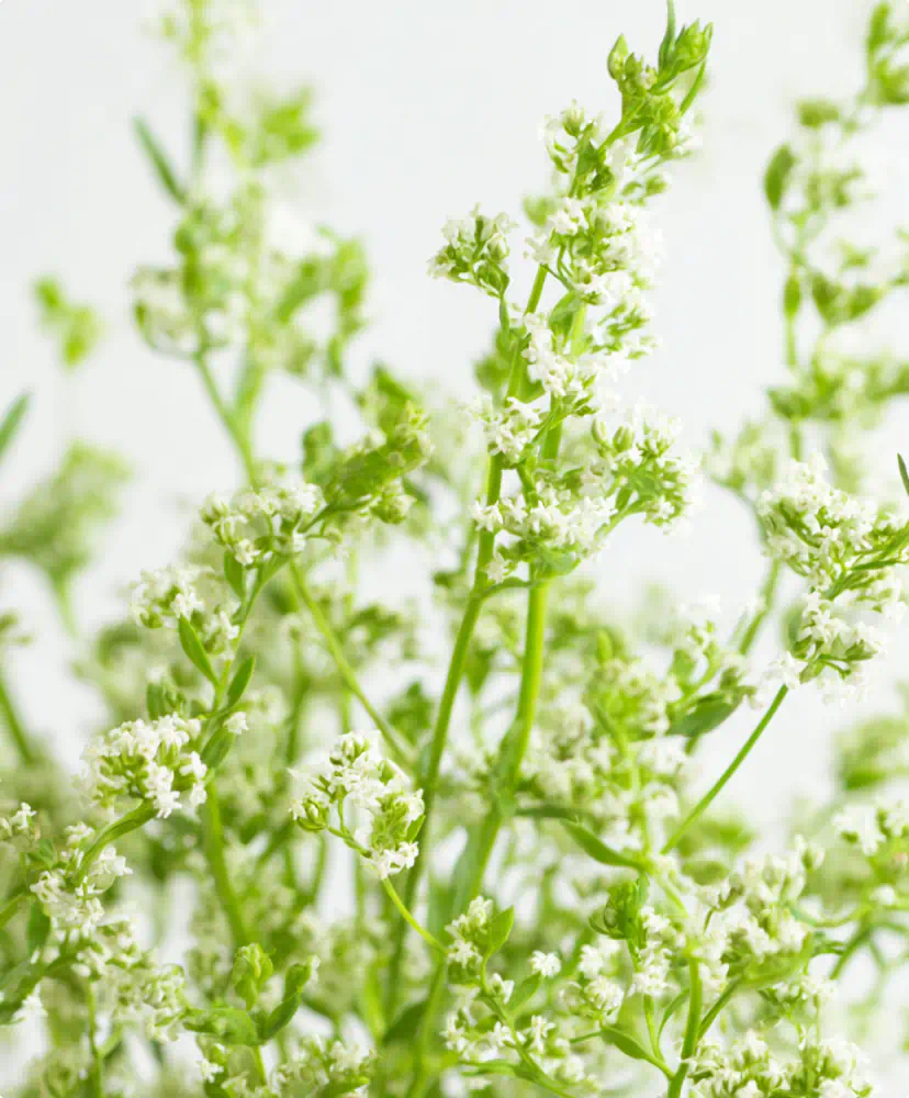 Cleavers