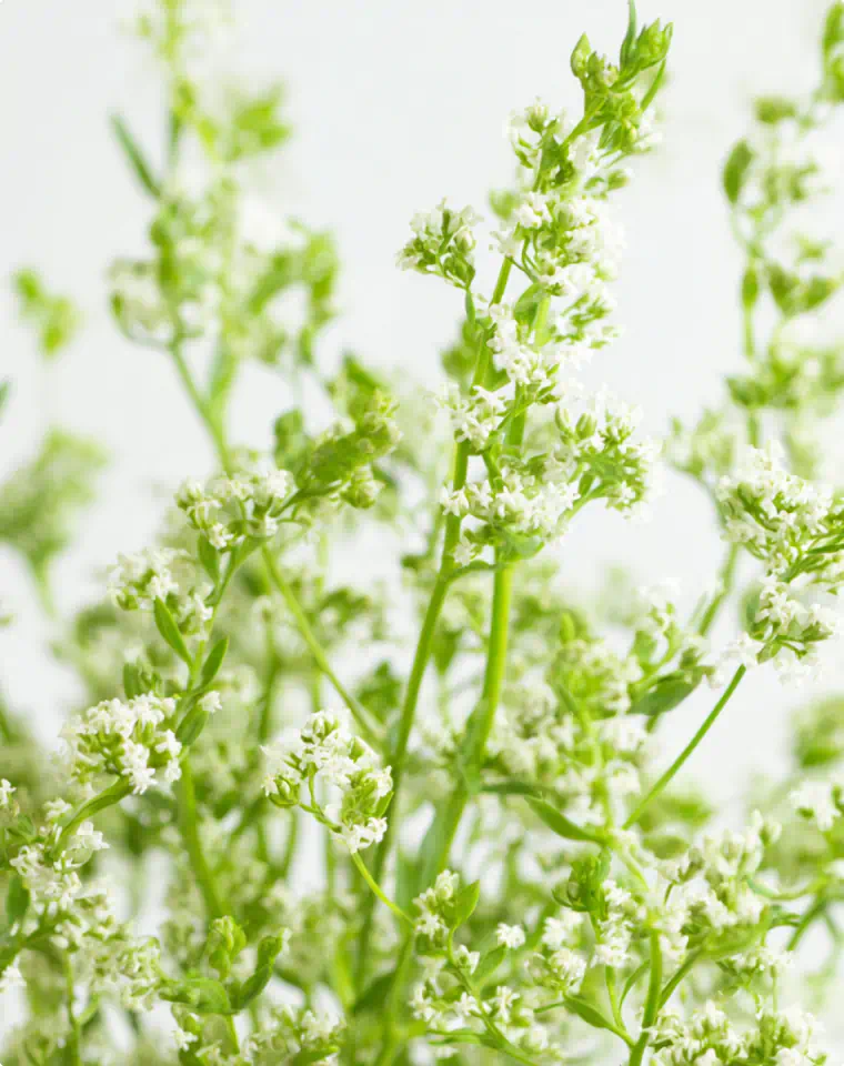 Cleavers