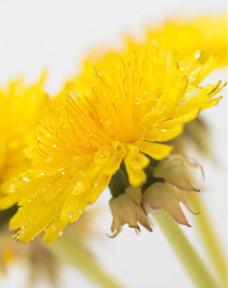 Dandelion