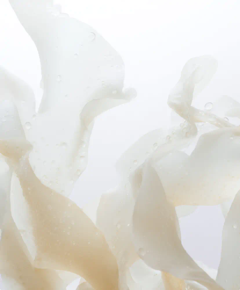 Kelp