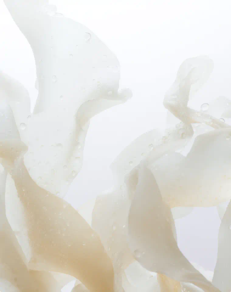 Kelp