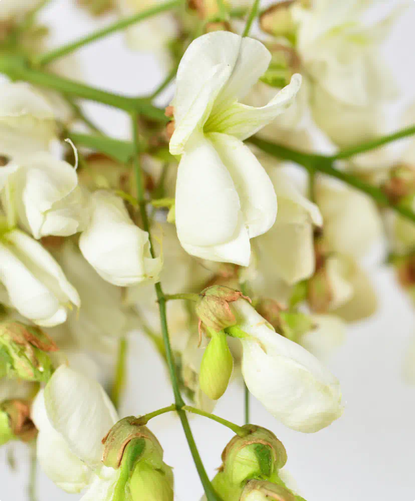 Sophora japonica