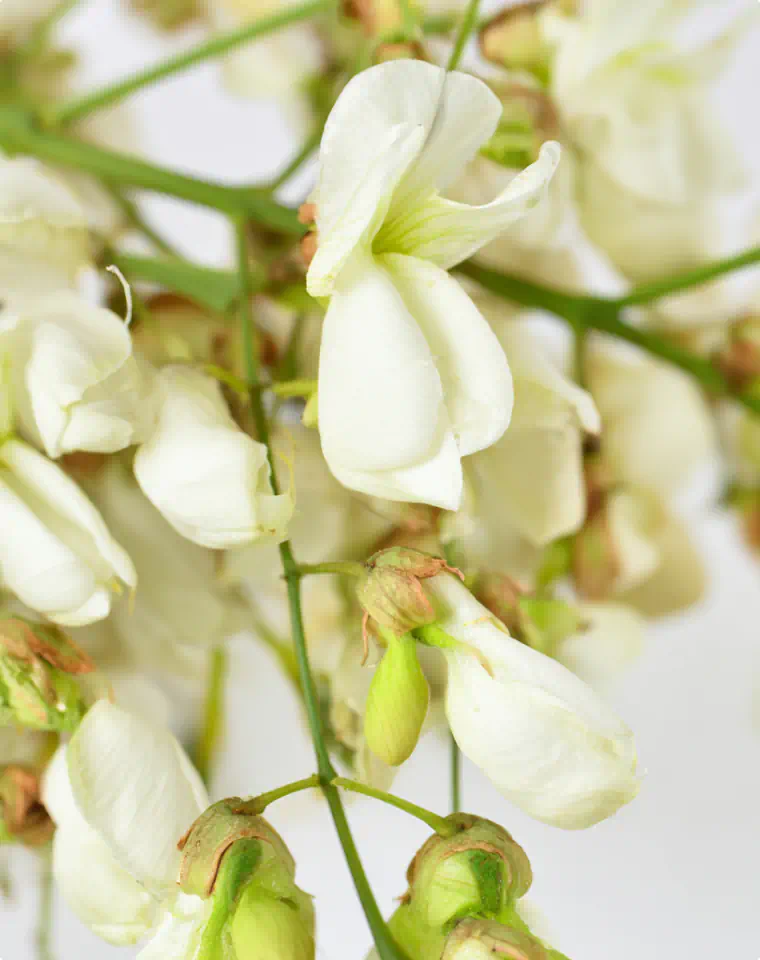Sophora japonica