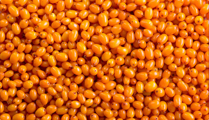 Sea Buckthorn Berry & Seed