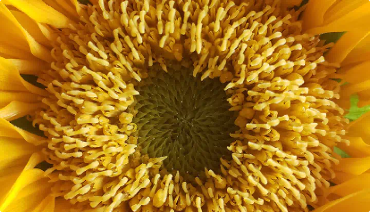Sunflower Seed Oil