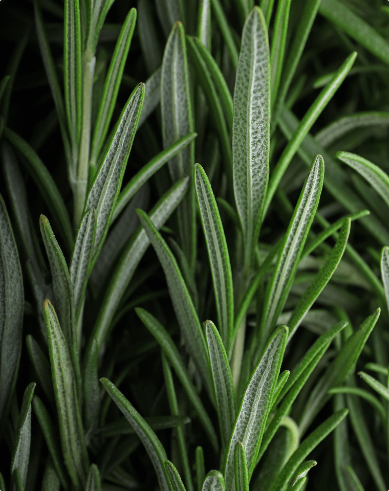 Rosemary