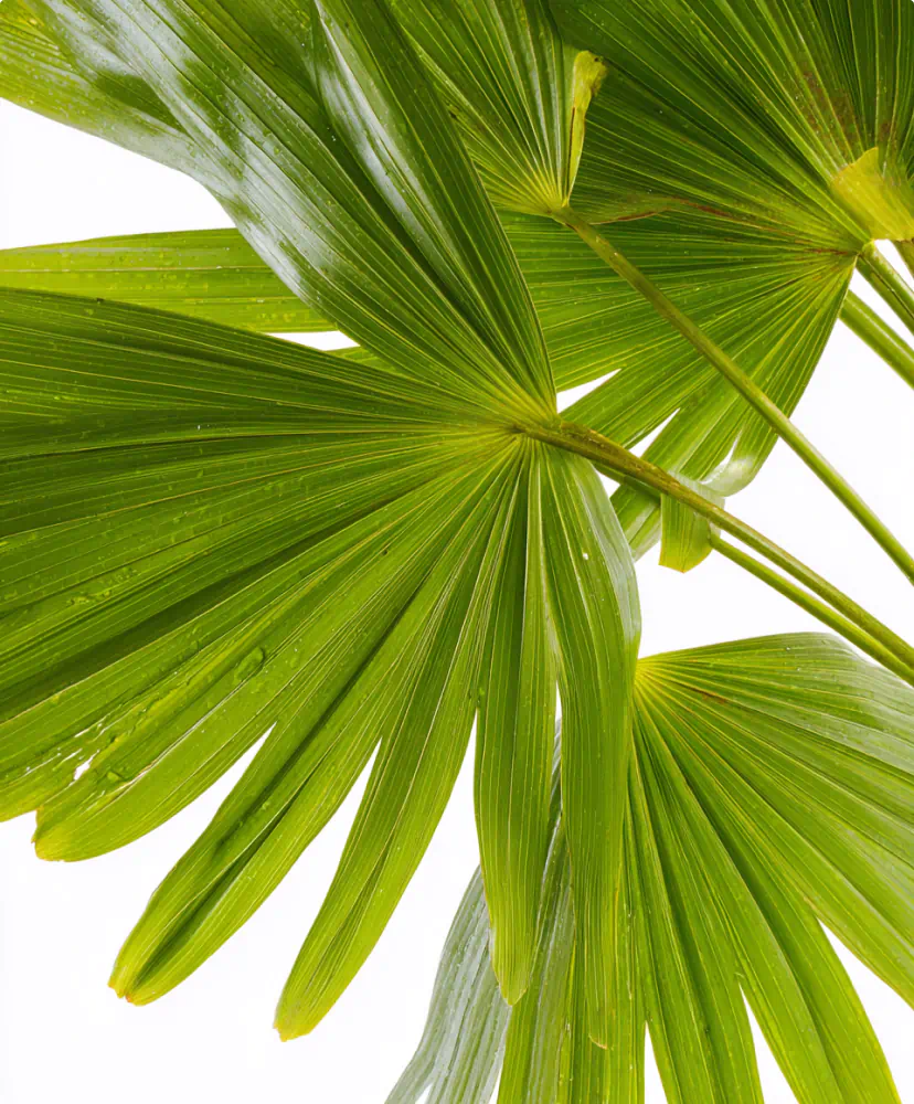 Saw Palmetto