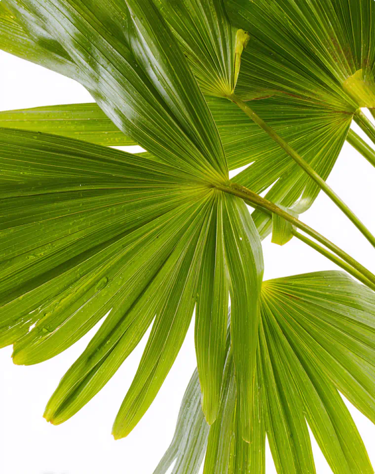 Saw Palmetto