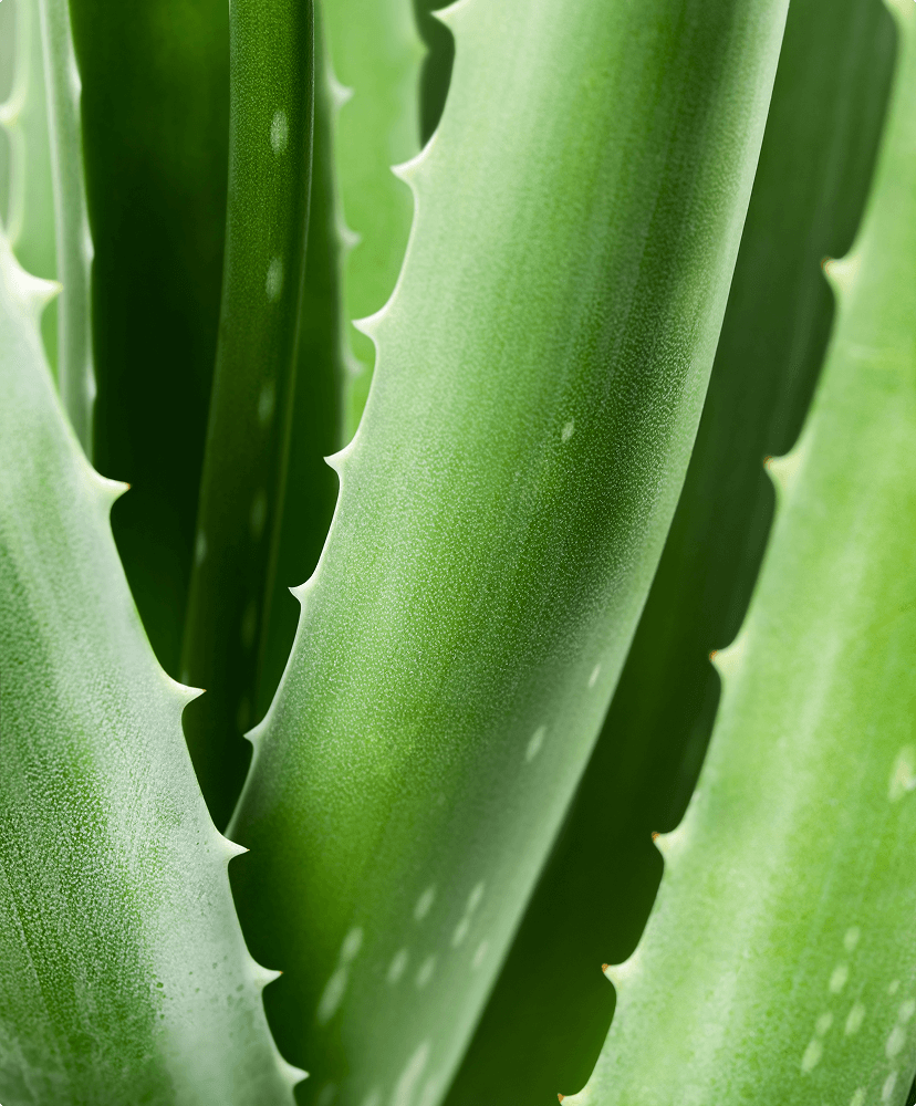 Aloe Barbadensis