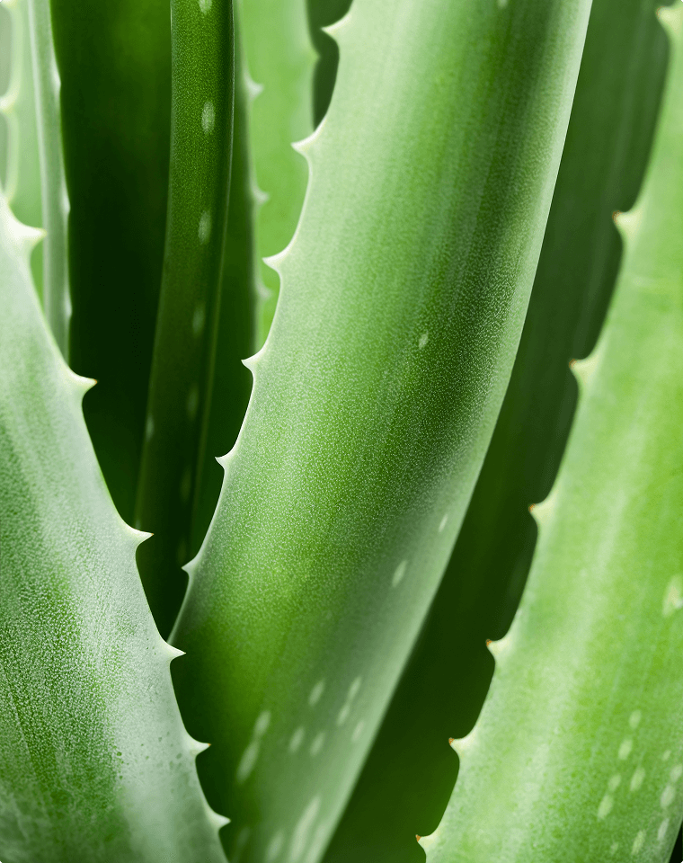 Aloe Barbadensis
